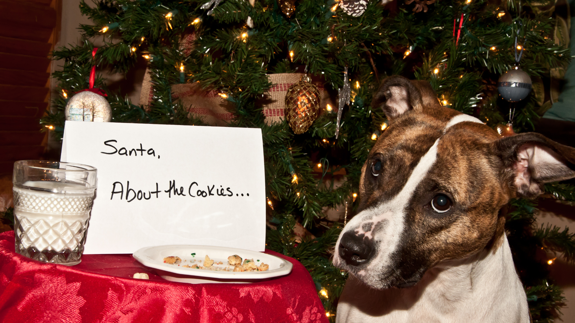 DIY Préparer des biscuits de Noël pour chien Just Russel