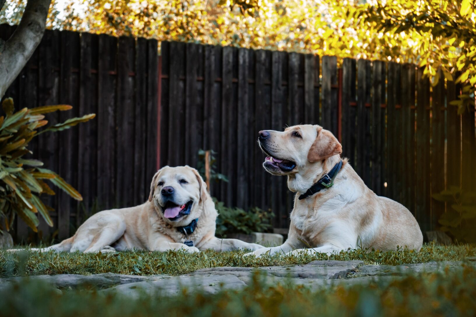 Deux golden retriever attendent sagement les instructions de leur maître durant une séance de dressage