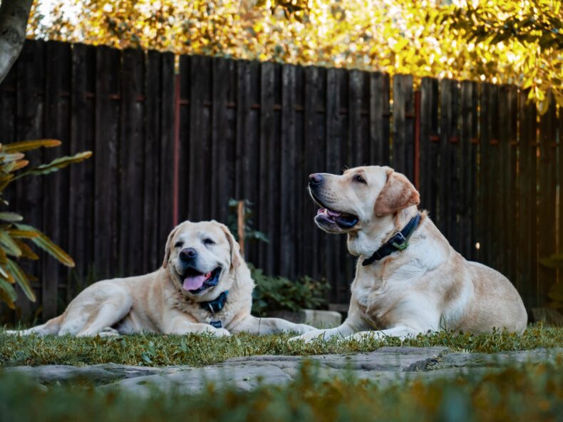 Deux golden retriever attendent sagement les instructions de leur maître durant une séance de dressage