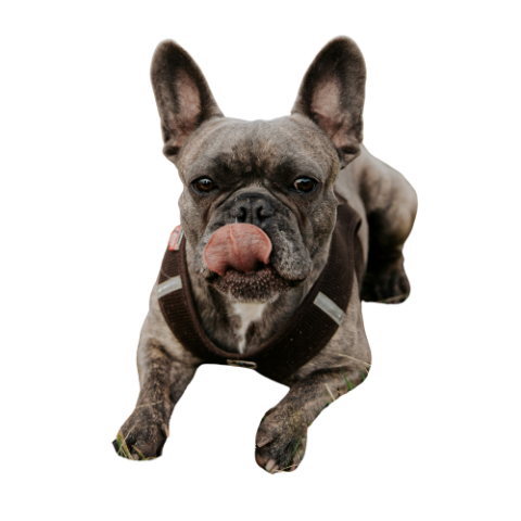 Bouledogue Français