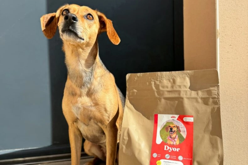 Chien avec ses croquettes