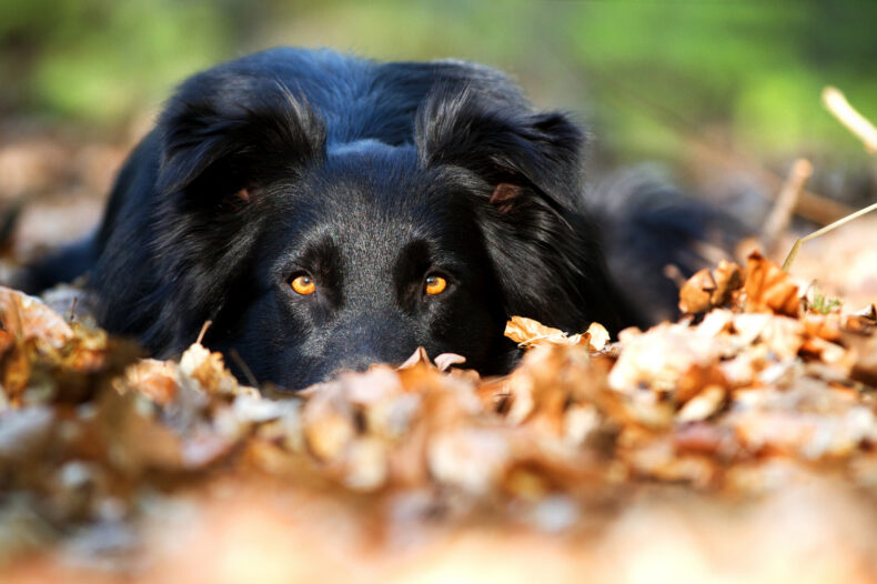 Chien qui doit se calmer