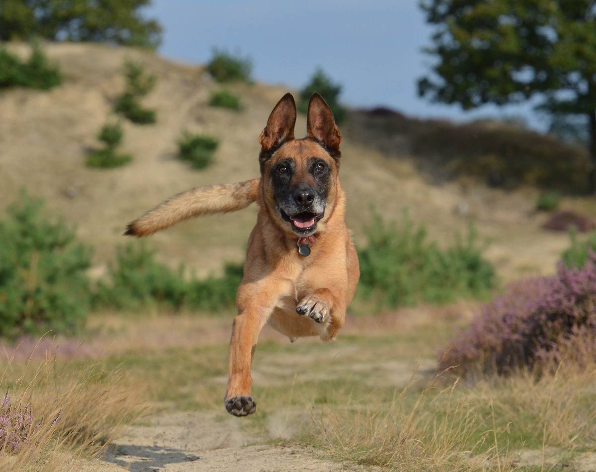 Malinois berger belge qui court