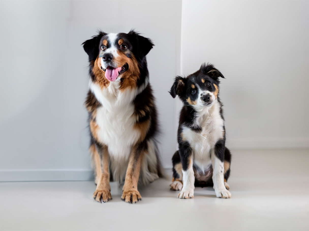 Deux chiens à côté