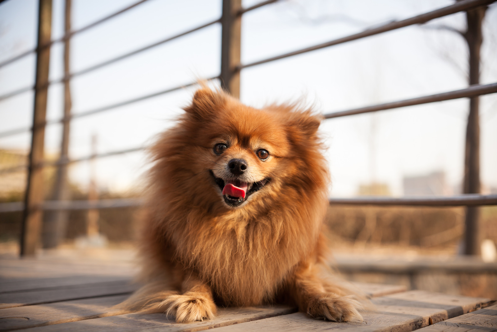 Chien Spitz nain roux souriant, allongé sur du bois en extérieur sous une lumière naturelle