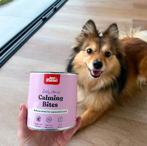 complement alimentaire Just Russel avec un chien allongé dans une maison au fond