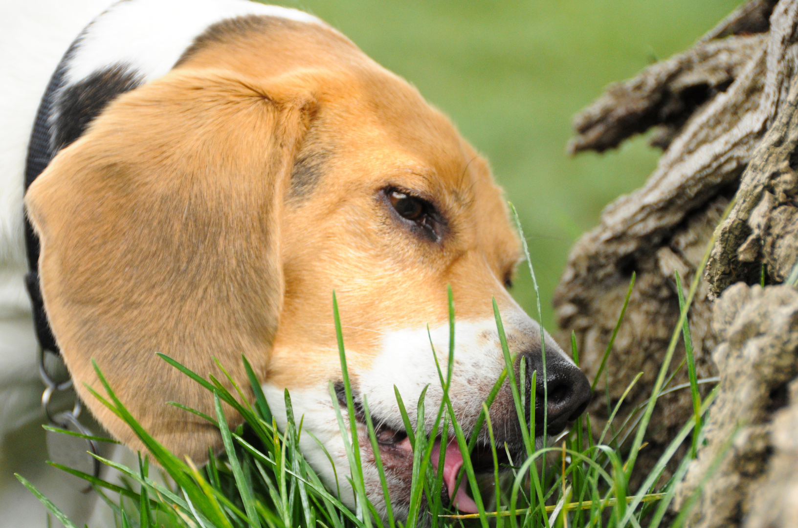 Beagle qui mange de l'herbe