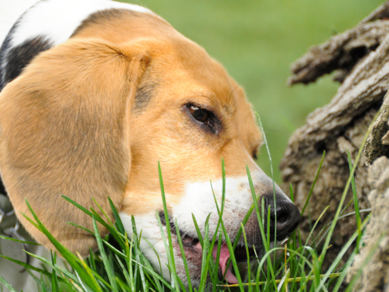 Beagle qui mange de l'herbe