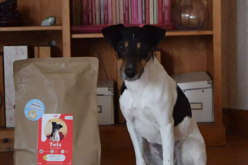 Chien avec ses croquettes