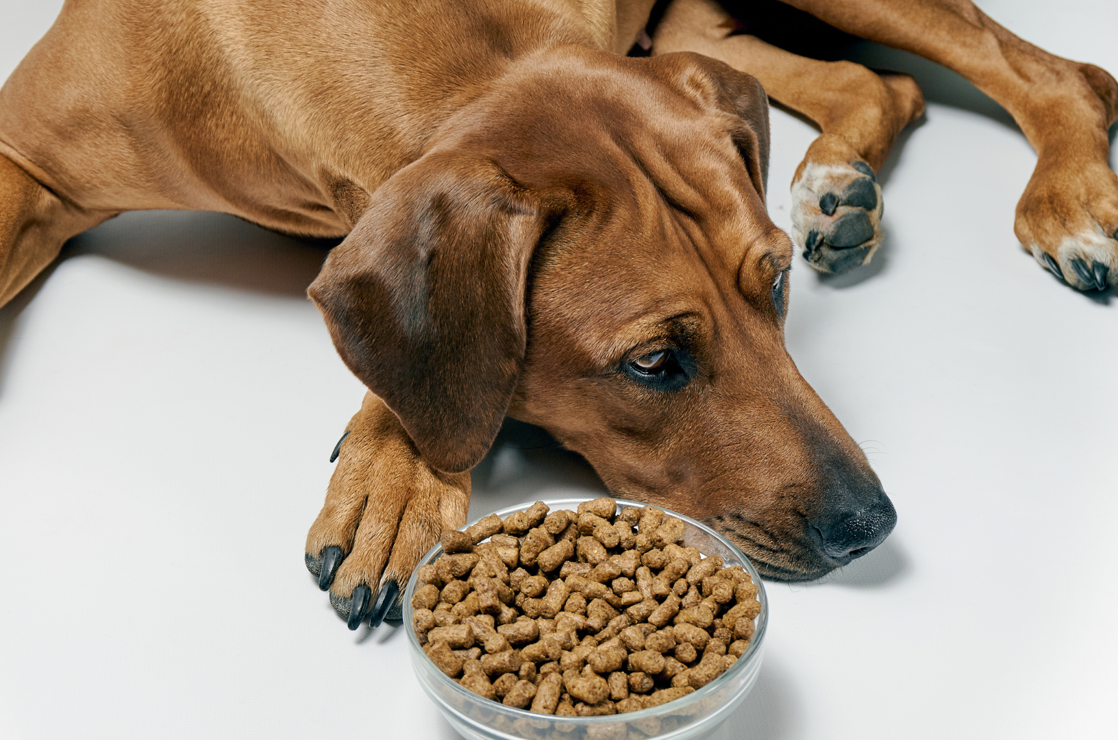 Chien qui refuse de manger