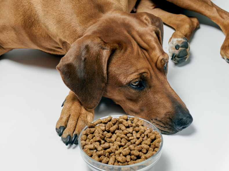 Chien qui refuse de manger