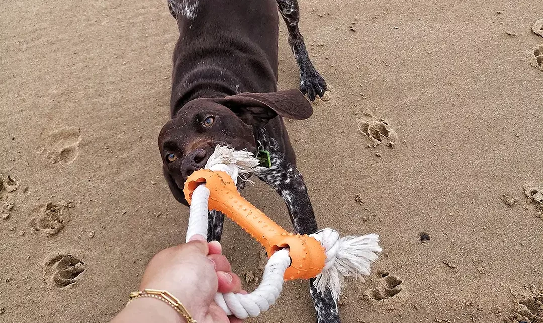 Chien qui tire son jouet Just Russel