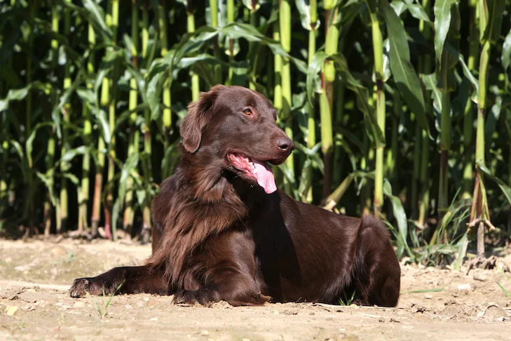 Chien Flat-Coated Retriever au pelage brun foncé, allongé sur le sol en extérieur, haletant sous le soleil avec un champ de maïs en arrière-plan