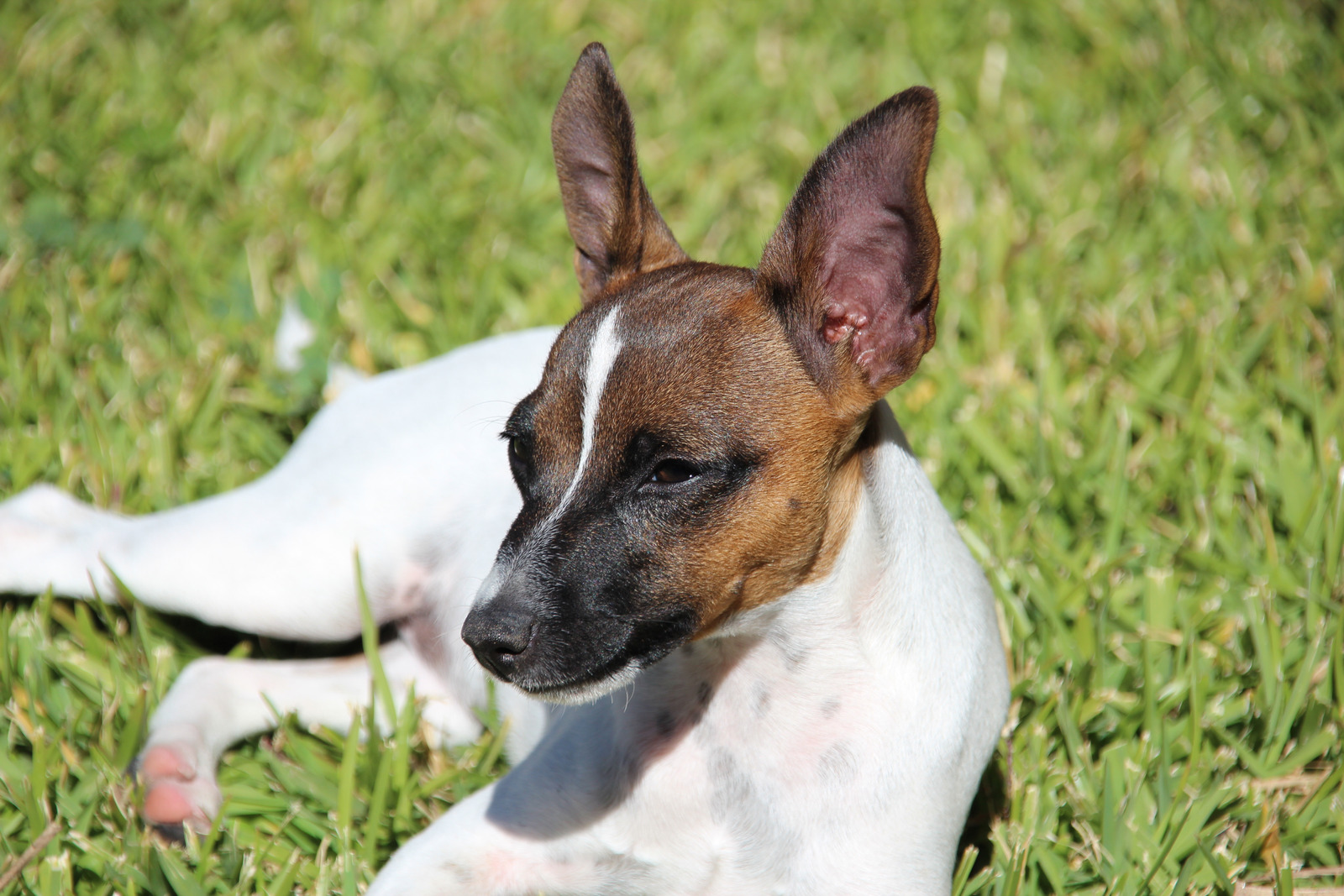 Un chien Terrier de Tenterfield, également connu sous le nom de Mini Foxie ou Rat Terrier, est de couleur marron et blanche. Une femelle d'un an se repose sur l'herbe par une belle journée ensoleillée en Australie.