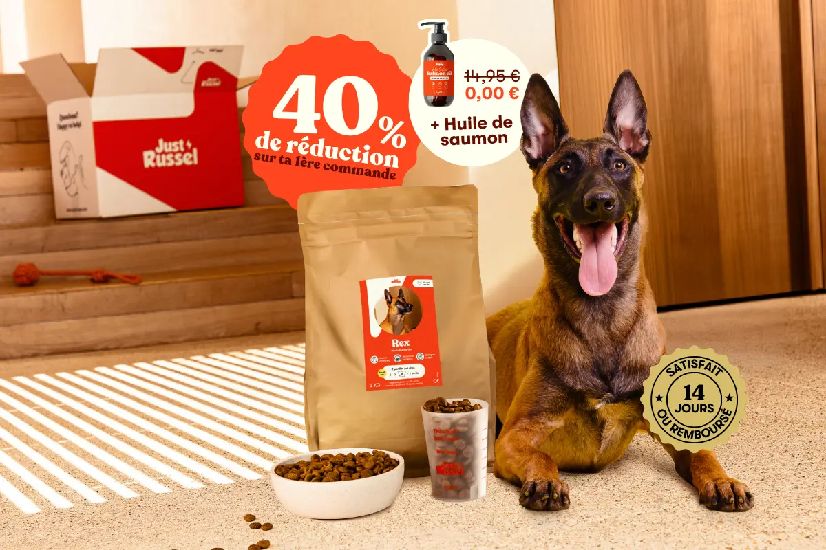 Malinois Bannière