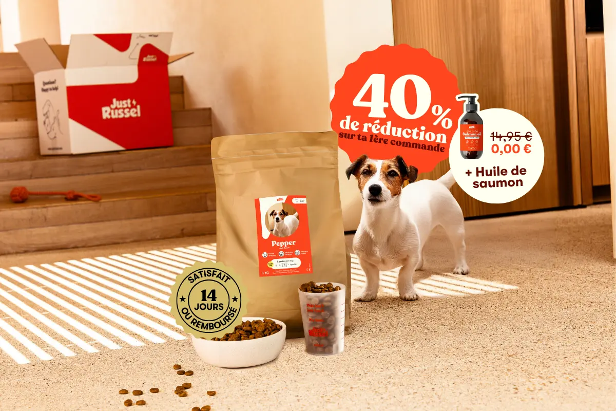 Jack Russell Money Back Guarantee