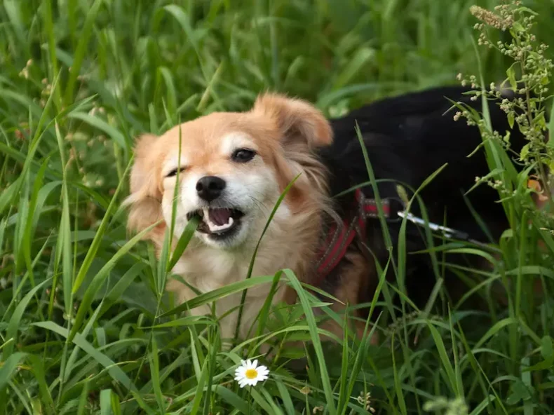 Un petit chien beige et noir mange de l'herbe dans un champ verdoyant, entouré de hautes herbes et de quelques fleurs sauvages.