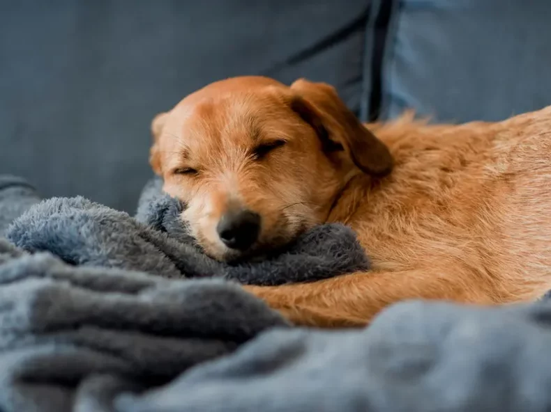 Petit chien marron endormi confortablement sur une couverture douce grise, dans un canapé