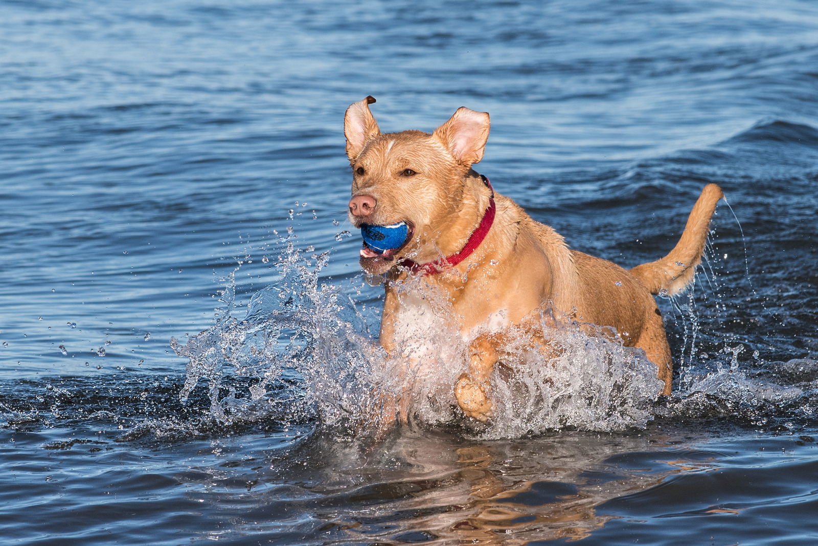 Un chien joue dans l'eau avec sa balle durant une sortie à la plage