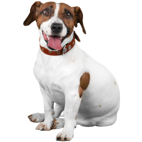 Jack Russel sur ses pattes