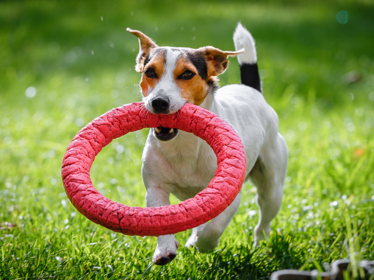 Jack Russell avec un anneau dans la gueule