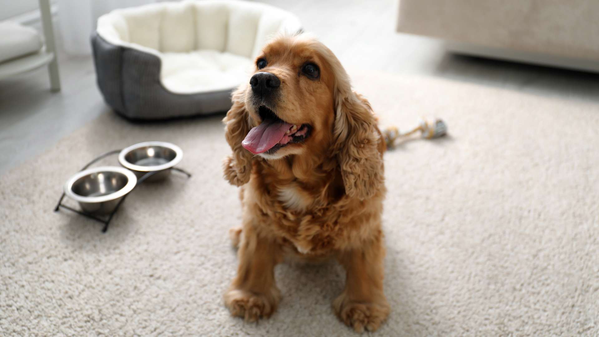 A coté de sa gamelle et son panier, un Cocker spaniel est assis et attend qu'on le nourisse.