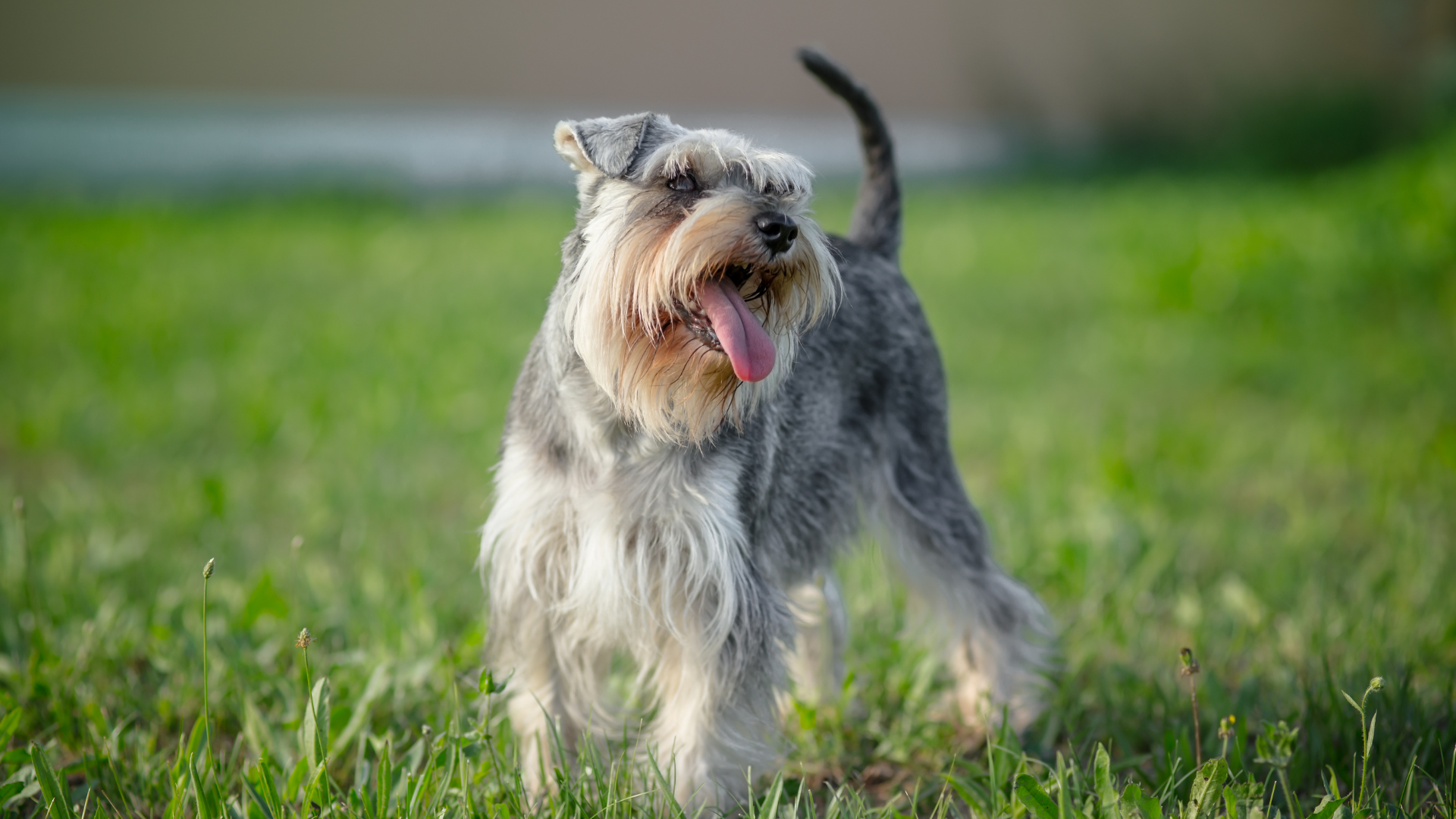 Un Schnauzer Nain en balade qui regarde sur le côté