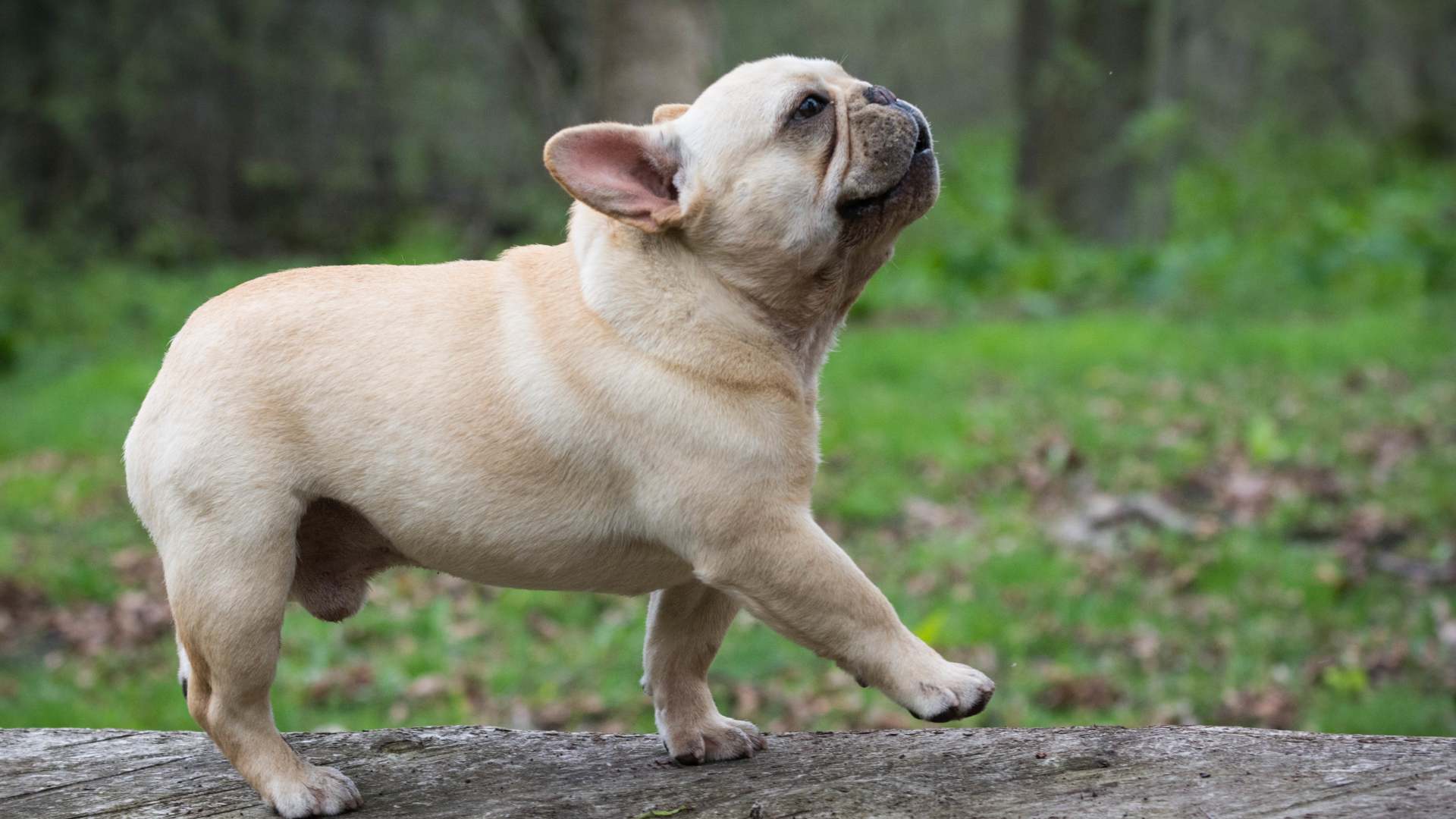 bouledogue qui marche