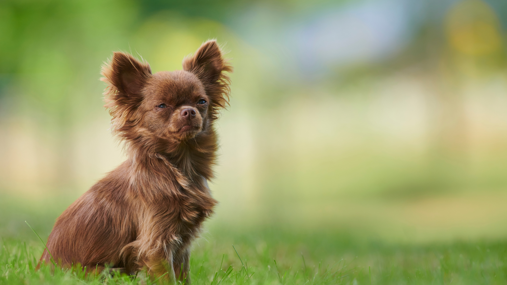 Chihuahua marron assis et faisant une grimace à la caméra