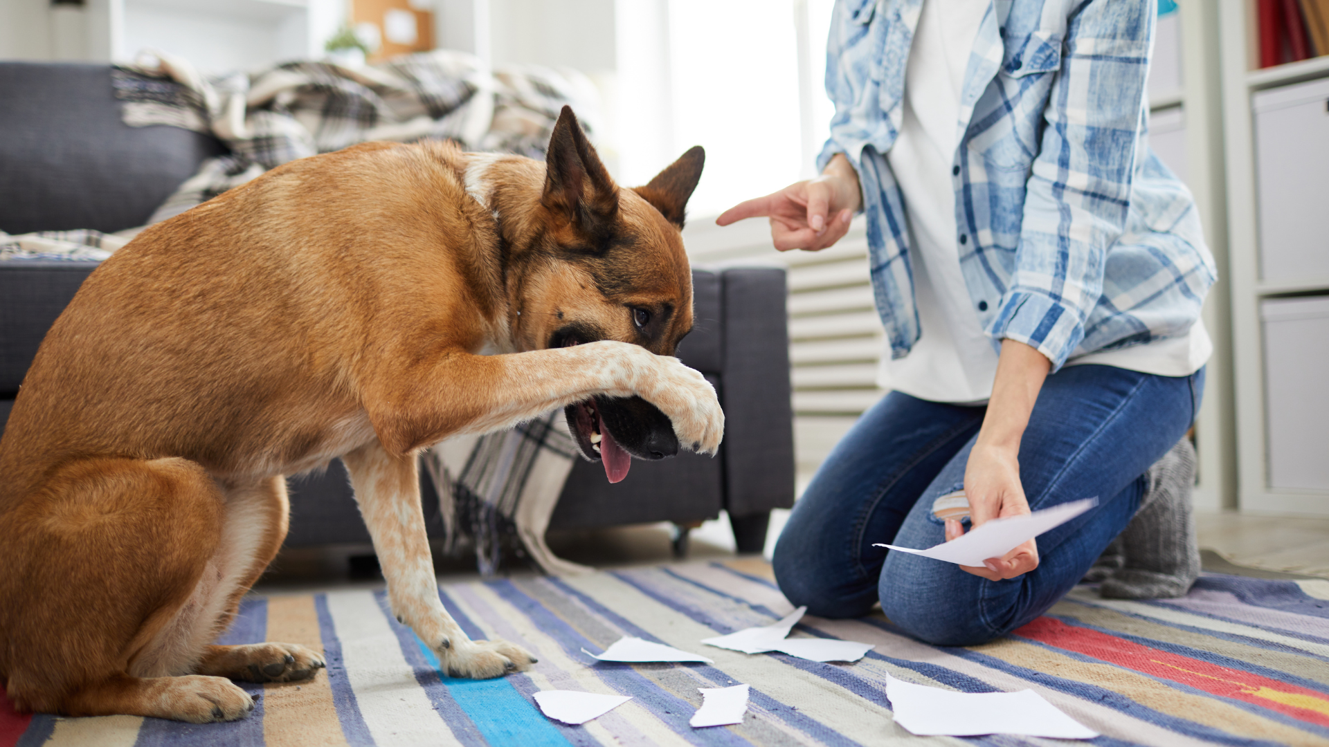 Un chien qui se fait réprimander après avoir fait une bêtise