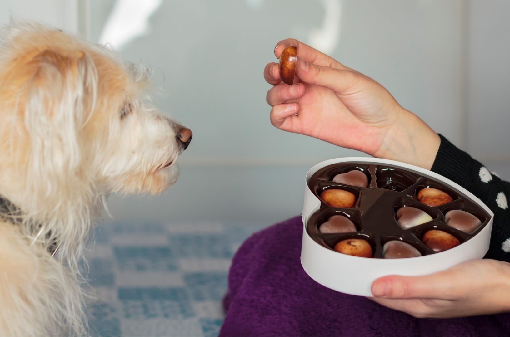 Un maître apprend à son chien à ne pas manger un aliment sans son accord avec du chocolat