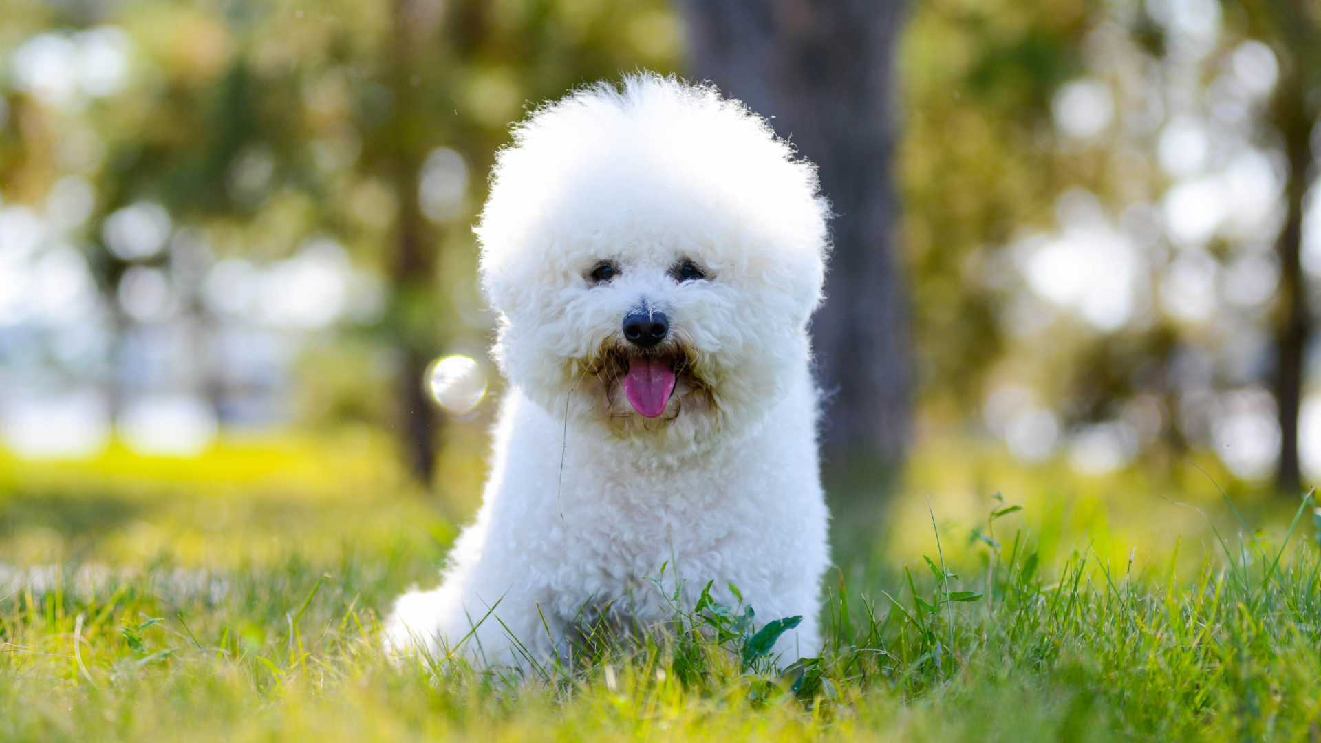 Un bichon frisé assis dans un parc