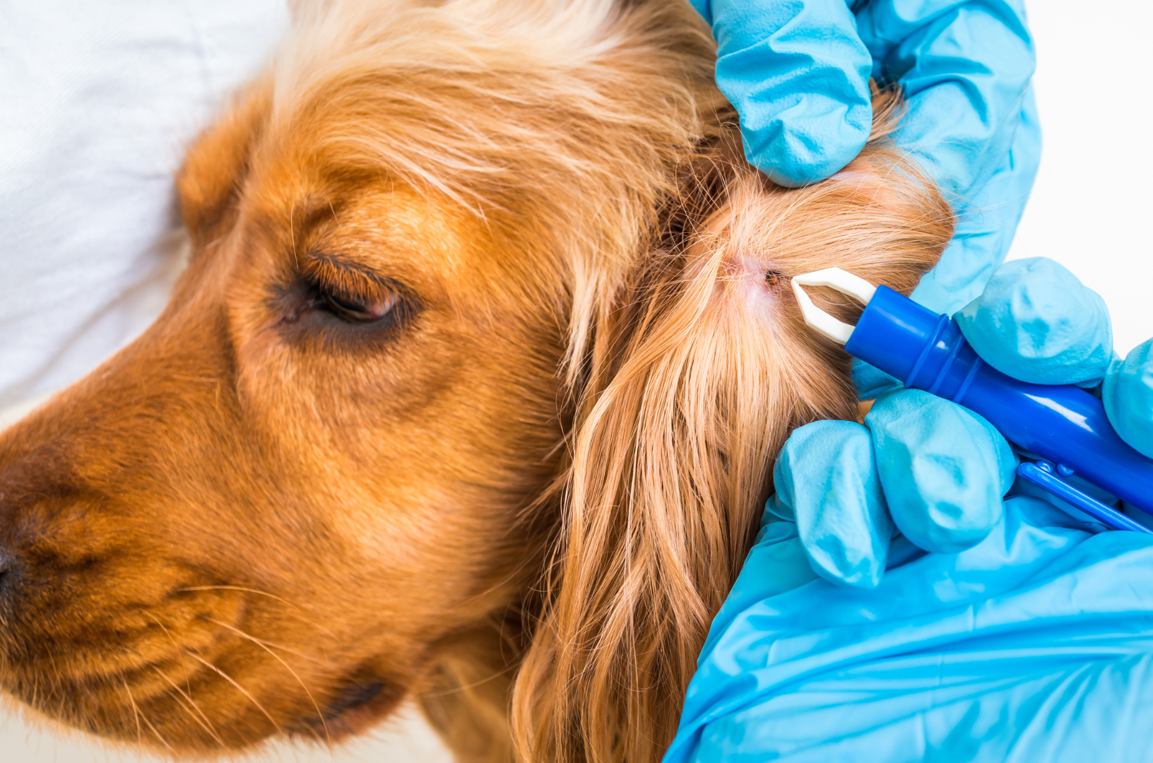 Durant une visite chez le vétérinaire, un chien se fait enlever une tique car il avait une bosse sur la peau