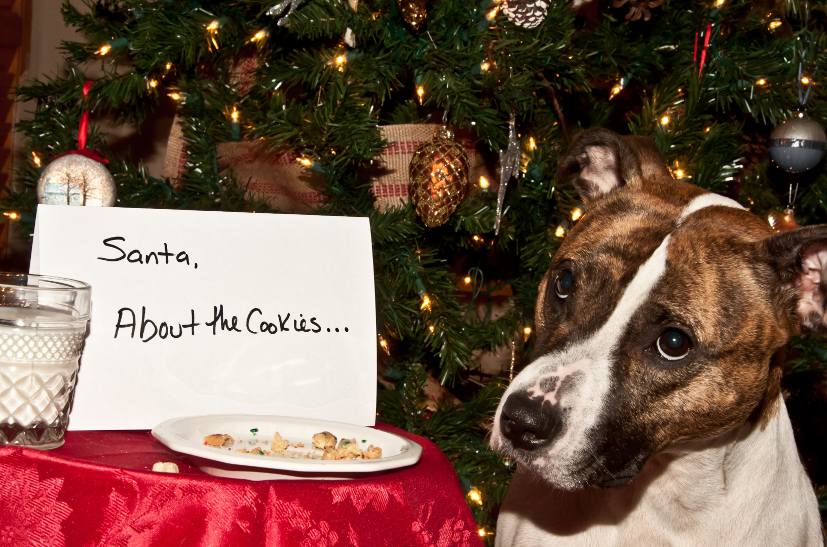 Un chien est assis à côté d'une assiette vide de biscuits de noel