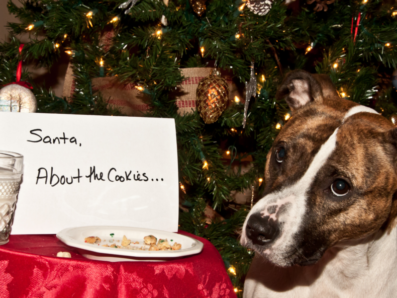 Un chien est assis à côté d'une assiette vide de biscuits de noel