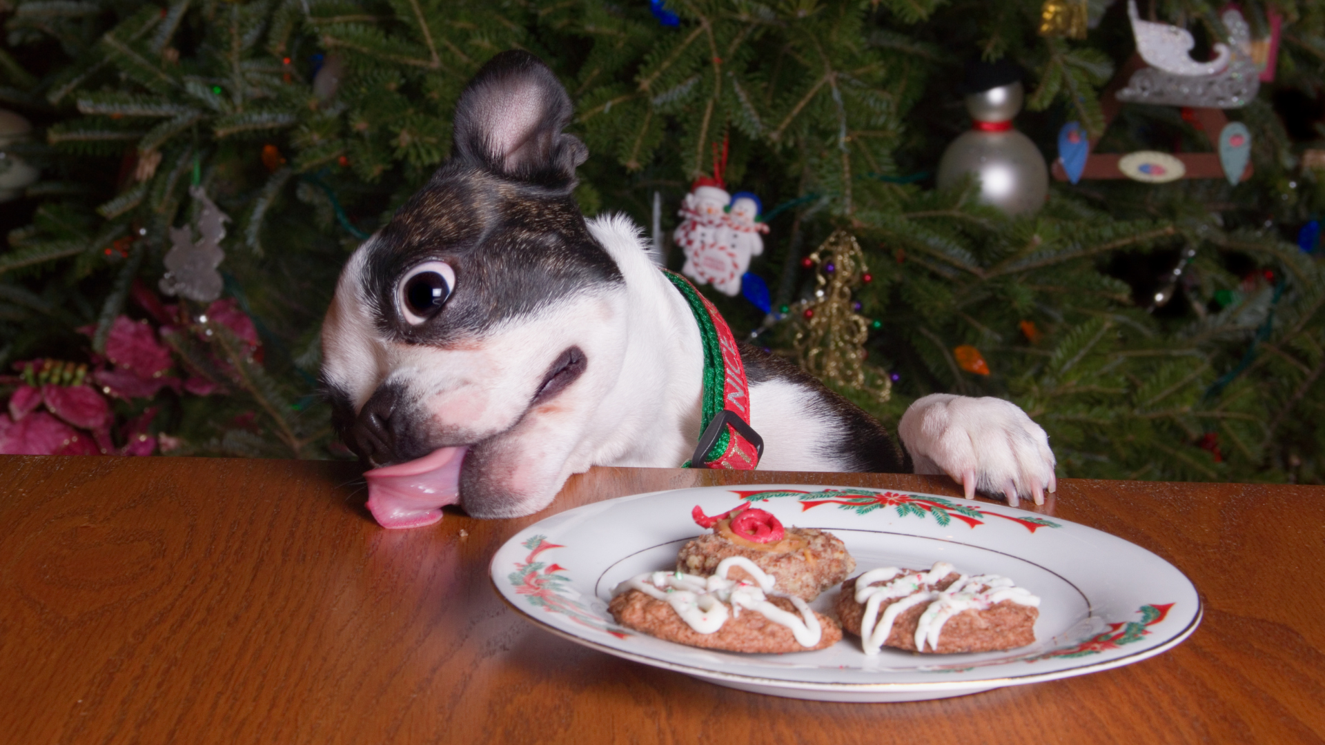 Un chien lèche une table sur laquelle se trouve une assiette de biscuits de noël