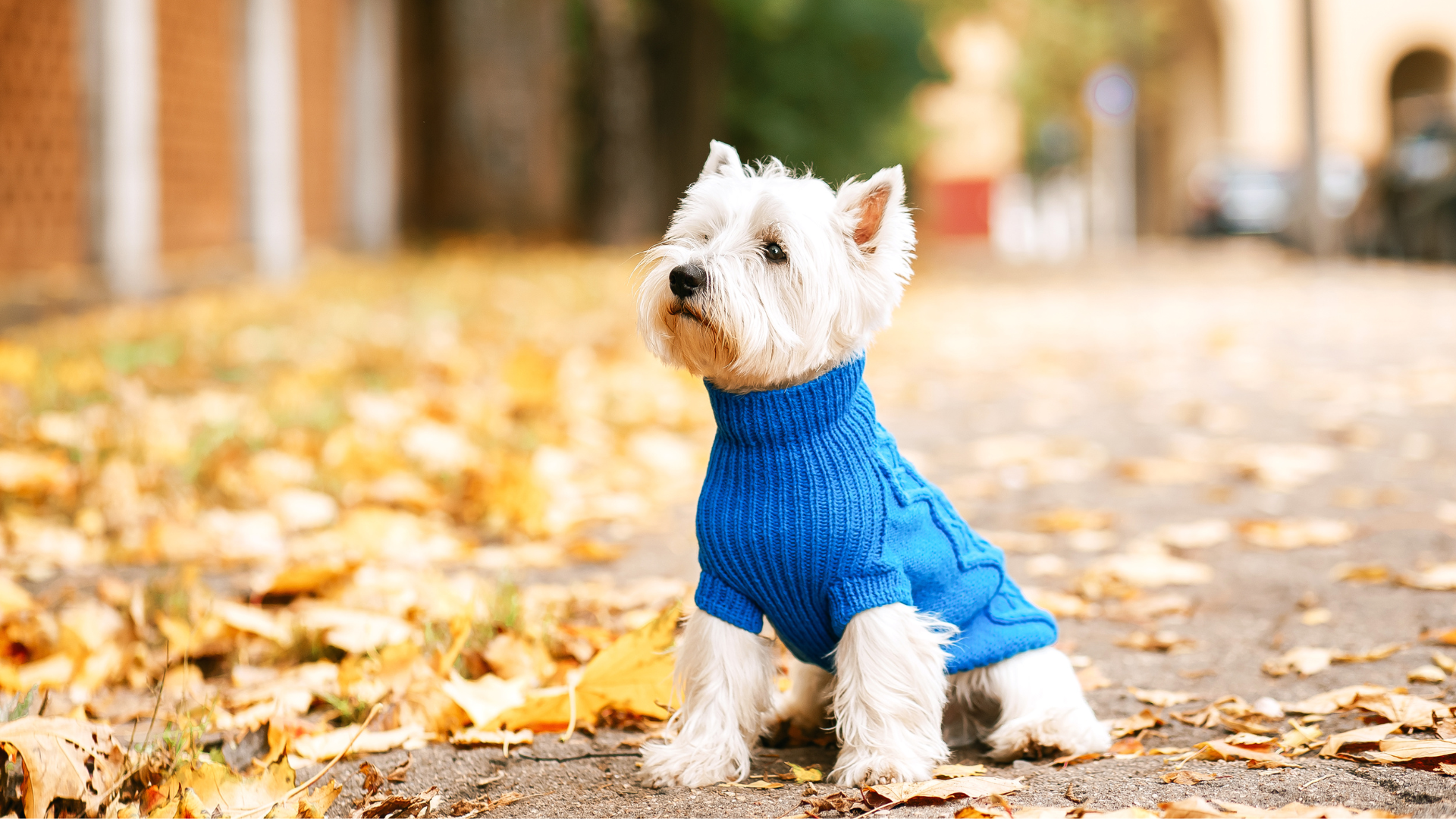 Un chien portant un pull est en promenade