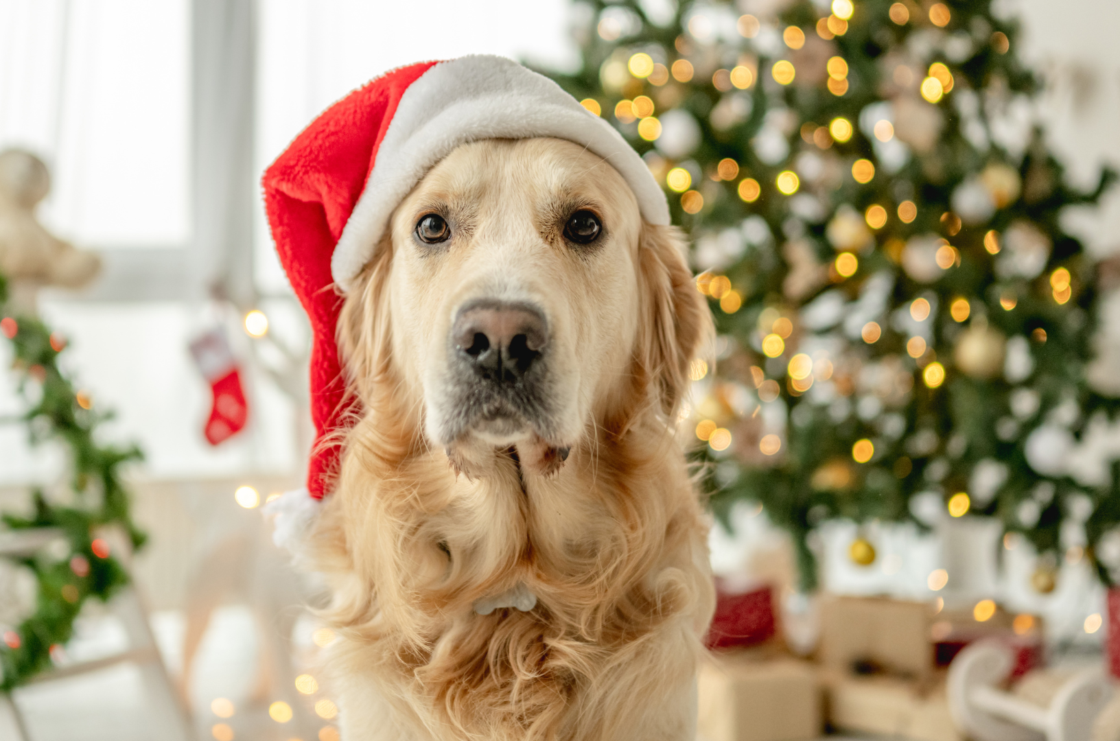 Un chien attend sa friandise du jour pendant la période de noël