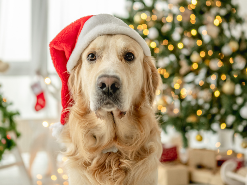 Un chien attend sa friandise du jour pendant la période de noël