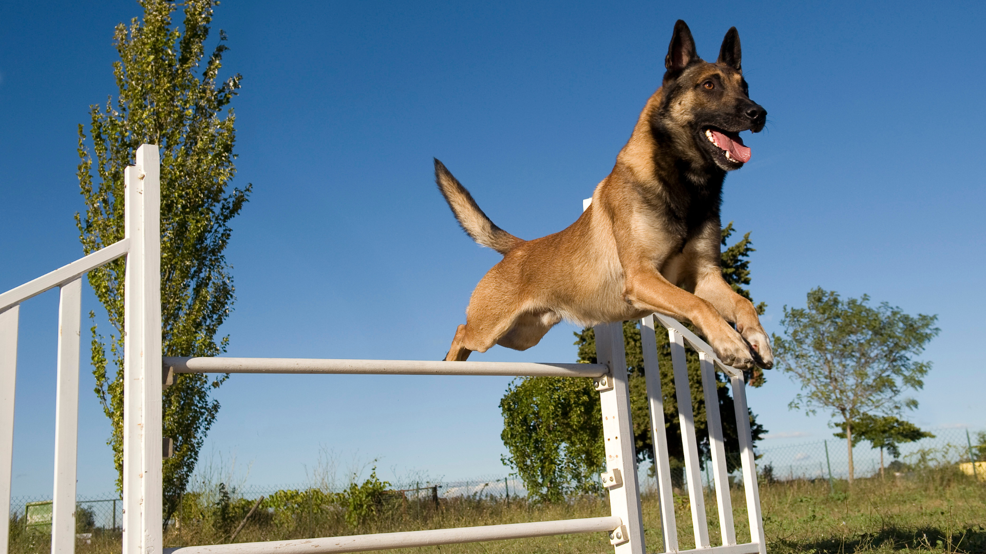 Un malinois participe à un concours d'agility