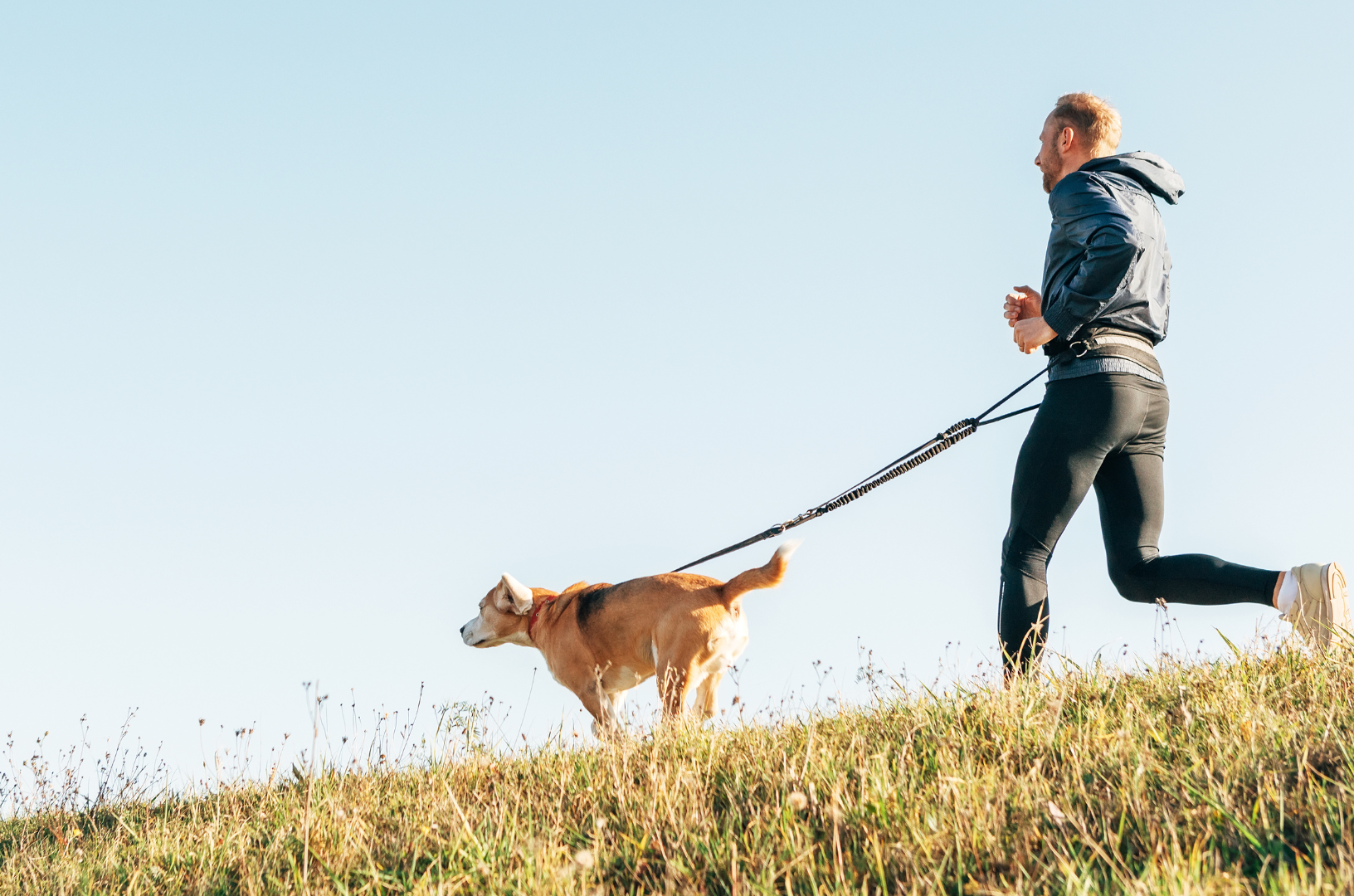 Un chien court avec son maître