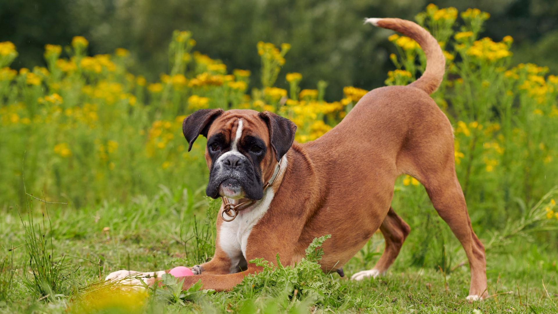 Un boxer s'étire