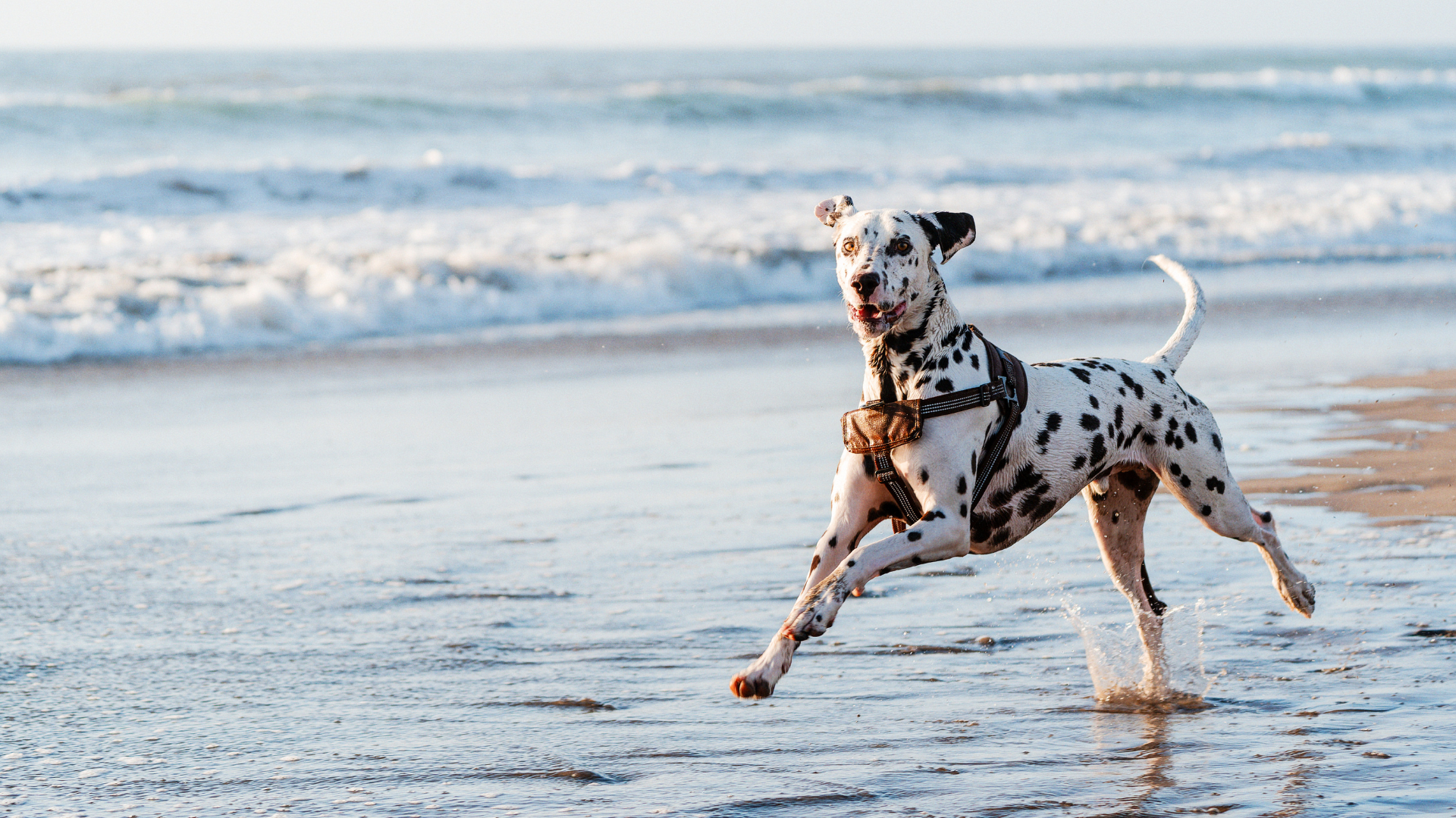 Un dalmatien court sur la plage