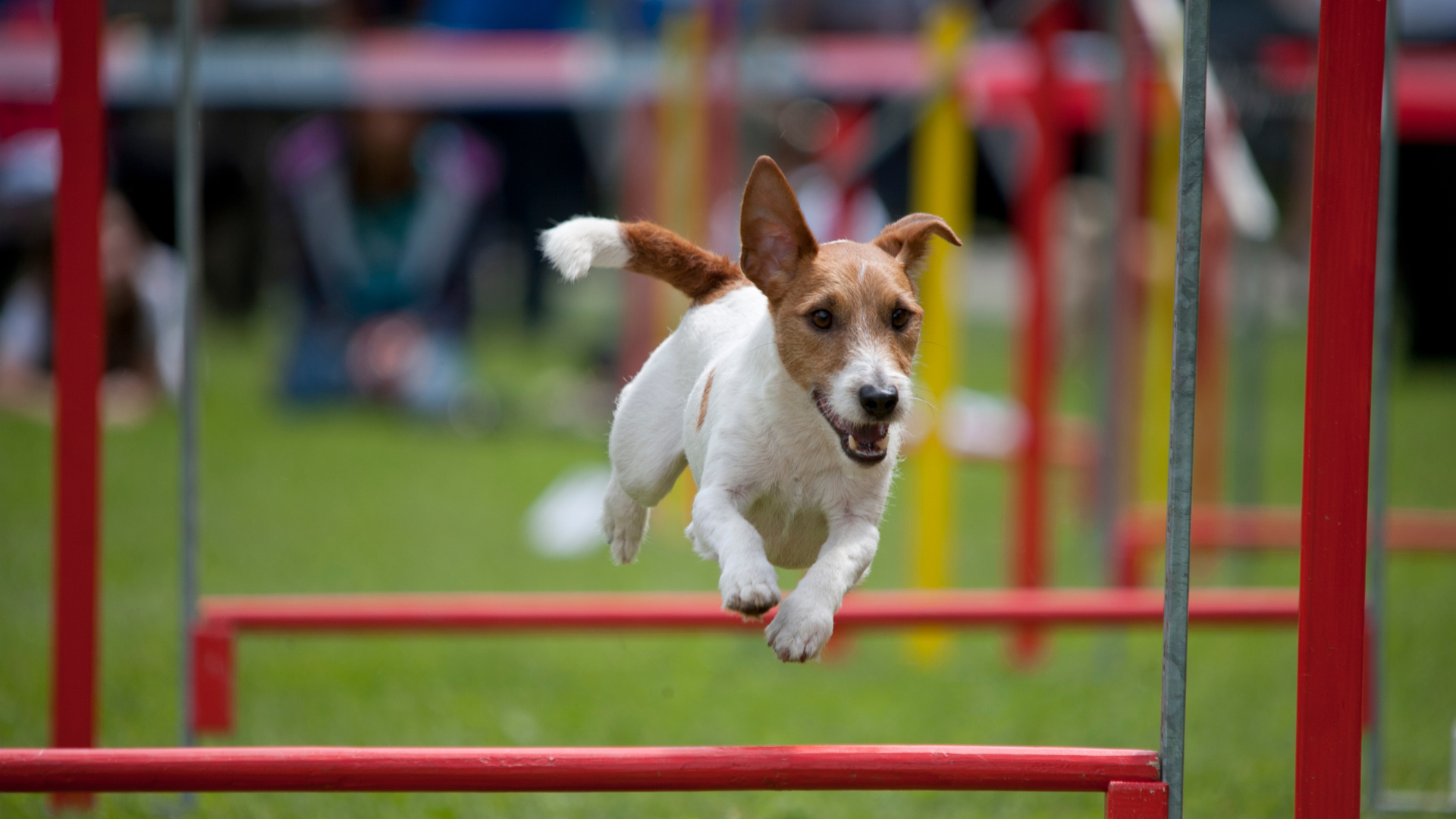 Un jack russel terrier fait du saut d'obstacles