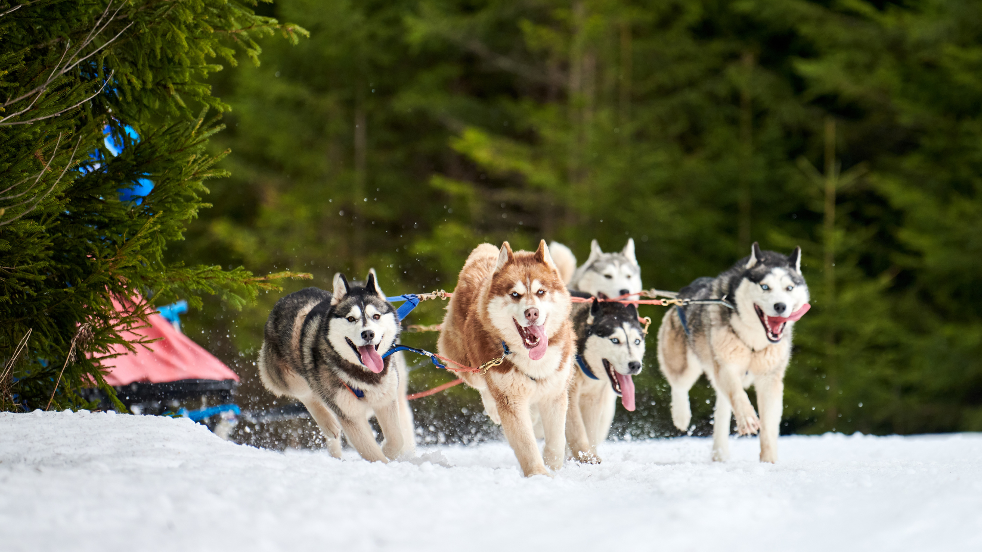 Des husky sibériens tirent un traîneau