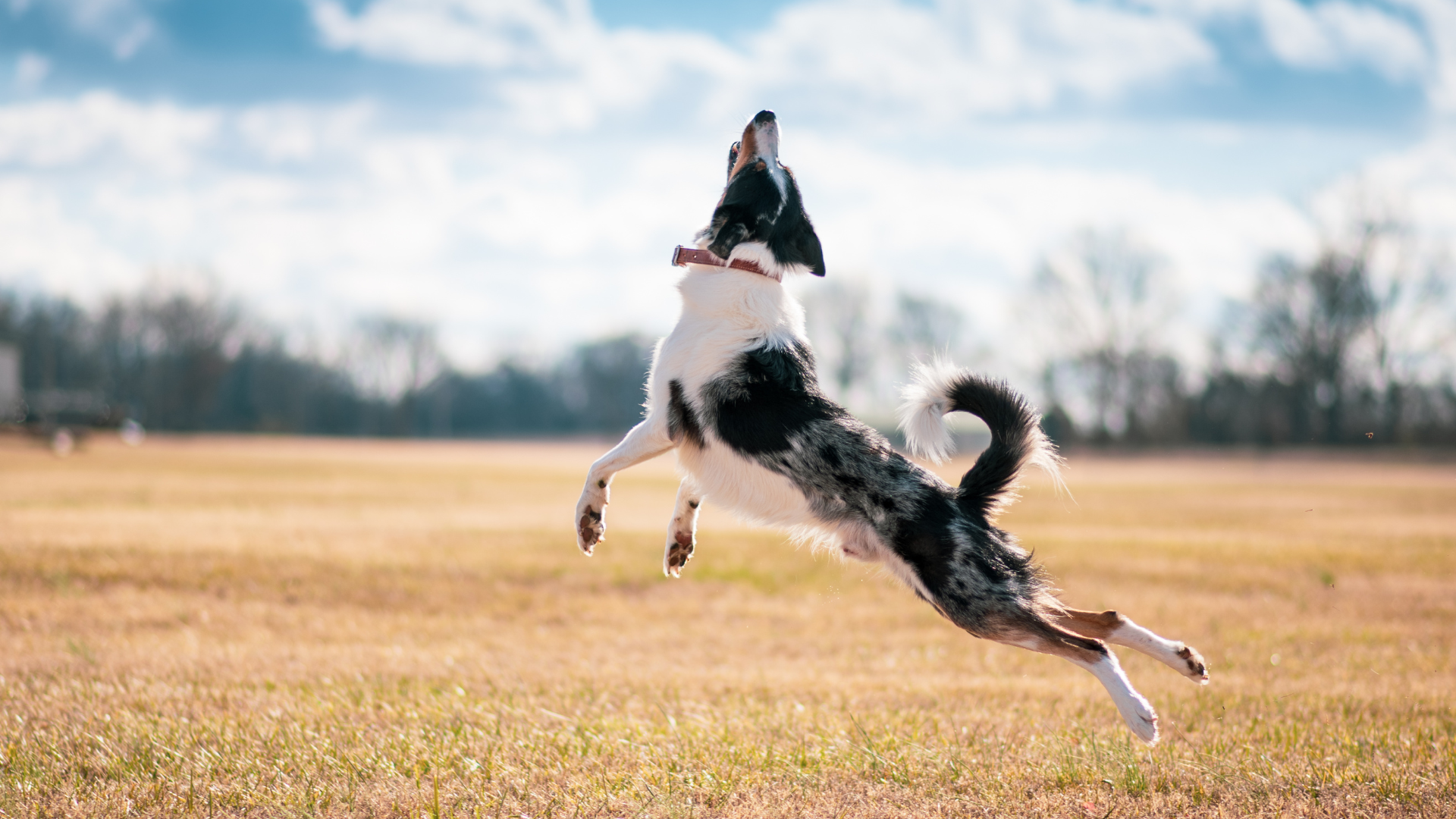 Un border collie saute pour attraper son jouet