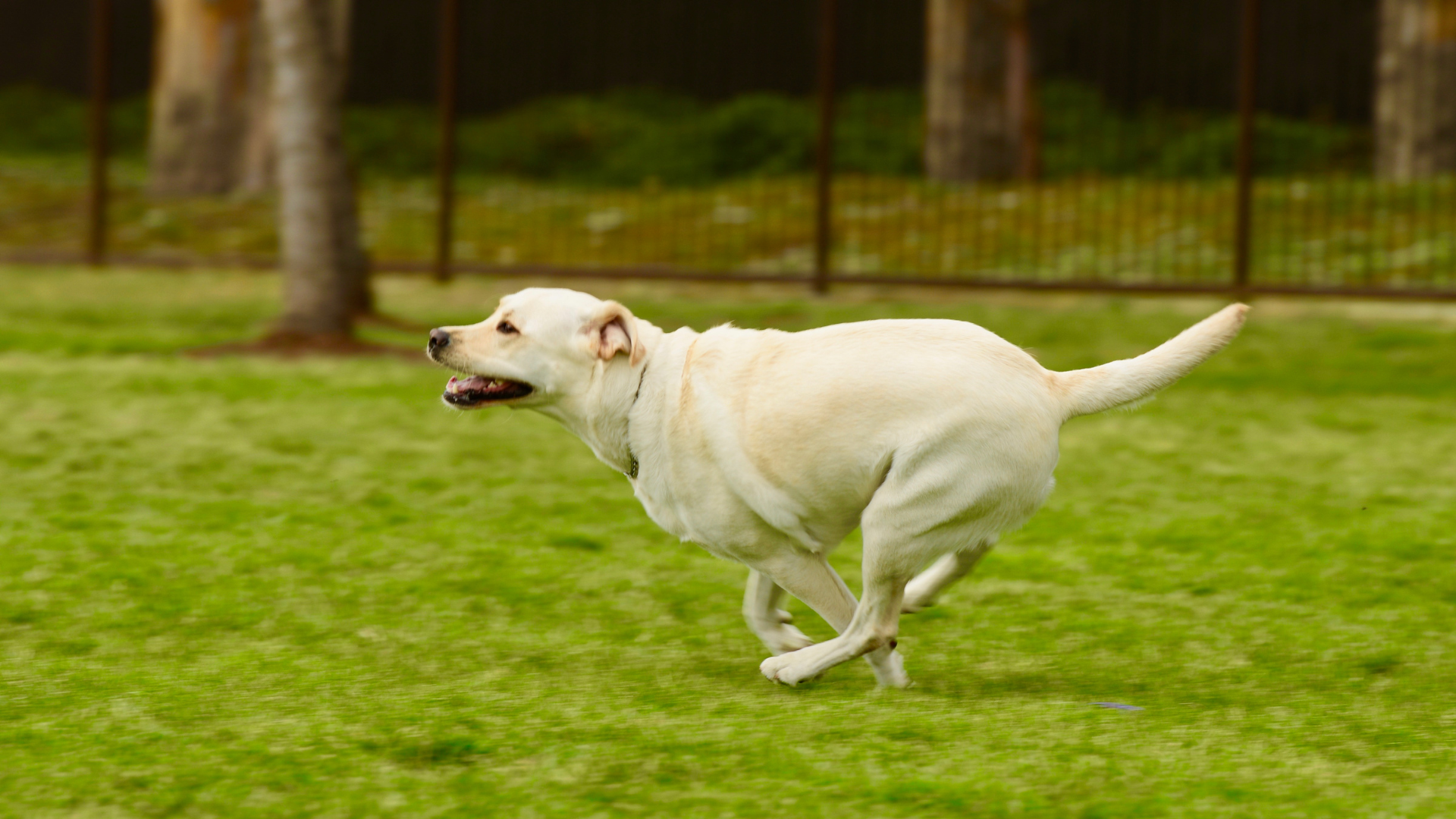 Un labrador retriever court à pleine vitesse