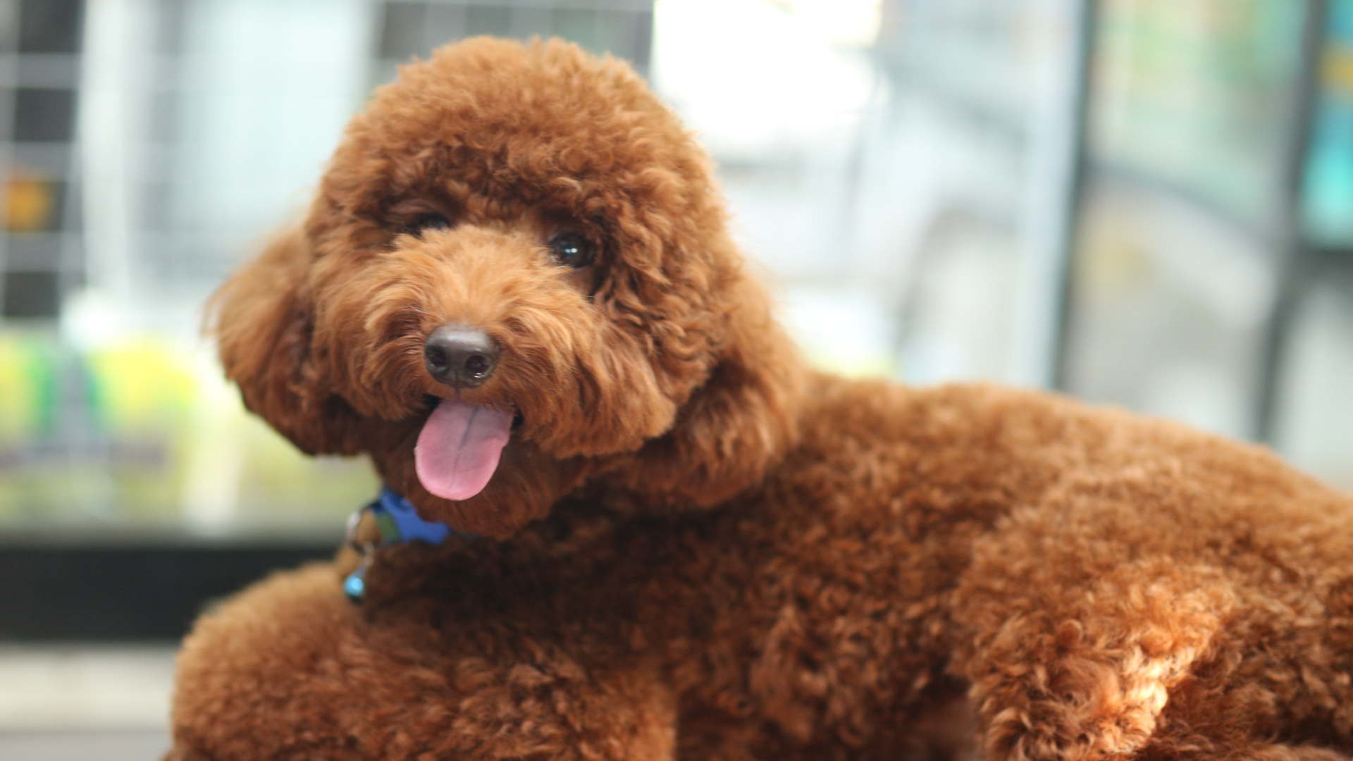 Le caniche est un chien hypoallergénique