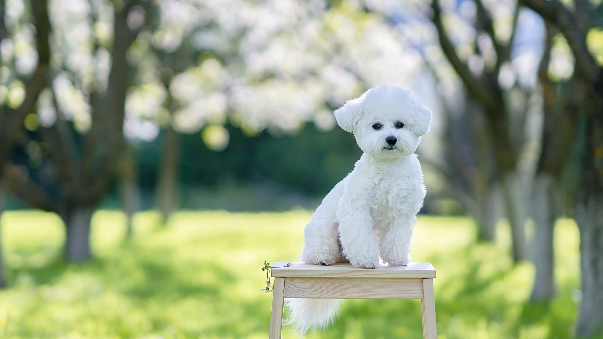 Un bichon se tient sur un tabouret