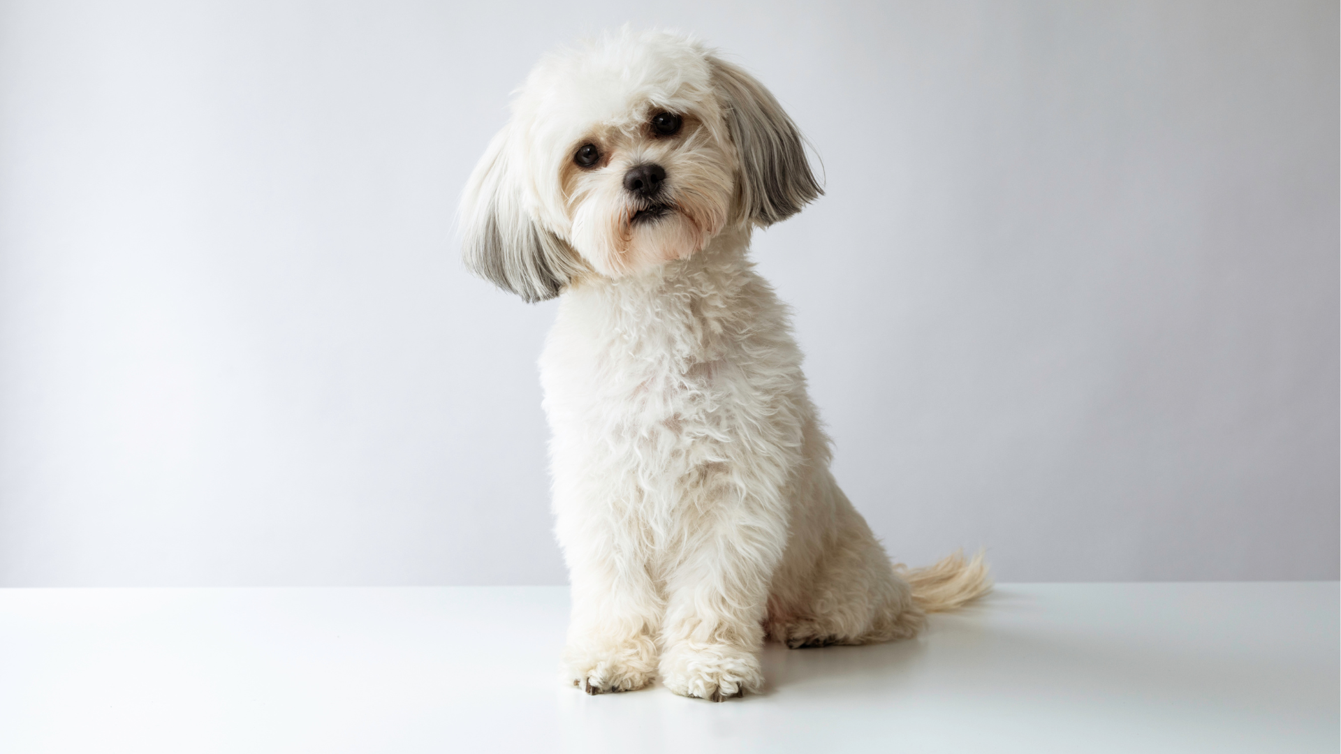 Un shih-tzu pose pour une photo